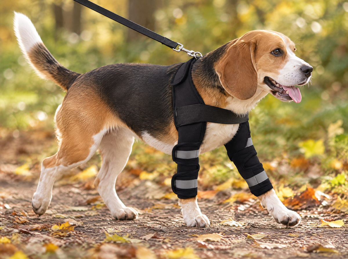 Beagle trotting on a park trail wearing the Diloxa set on both front legs